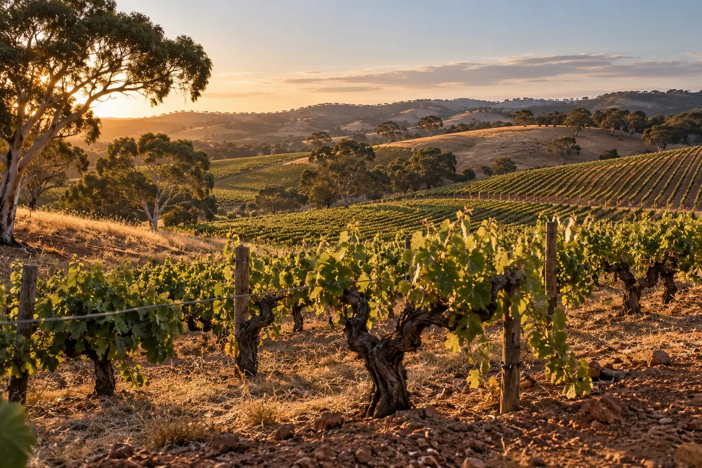 Illustration générée par IA — Barossa Valley