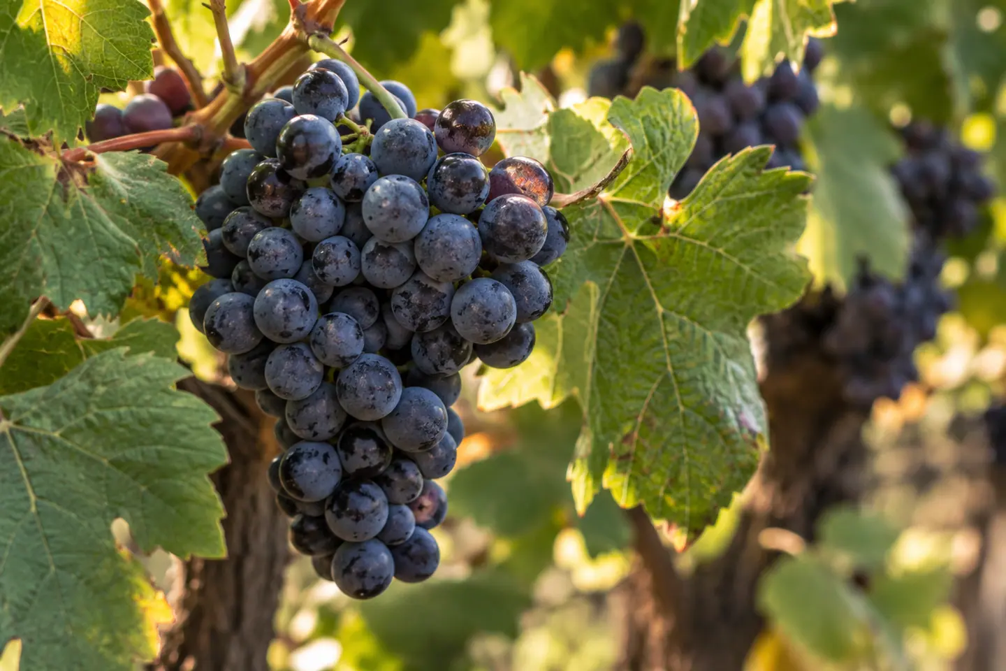 Illustration générée par IA — Grappe de raisin noir