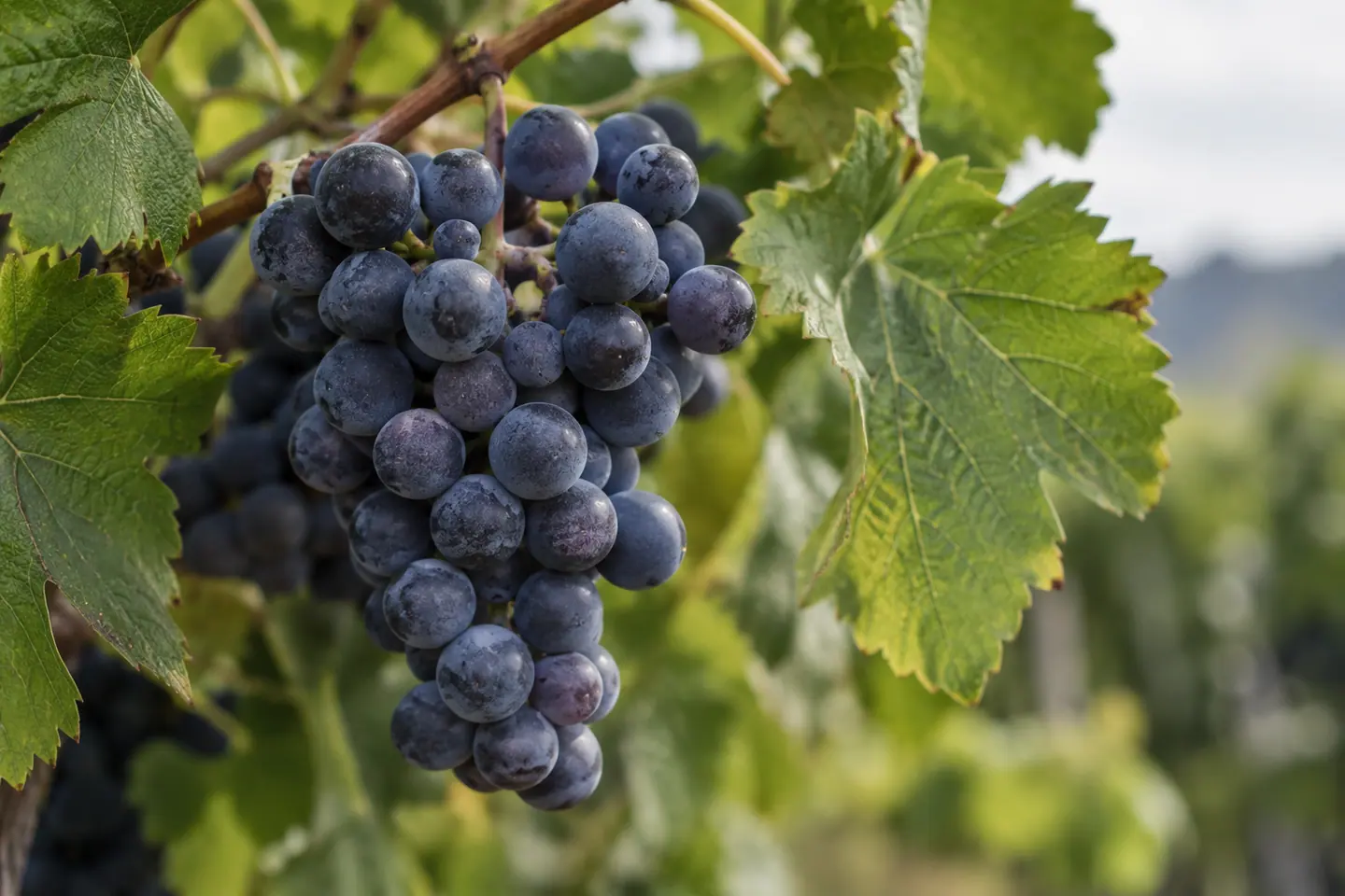 Illustration générée par IA — Grappe de raisin violet