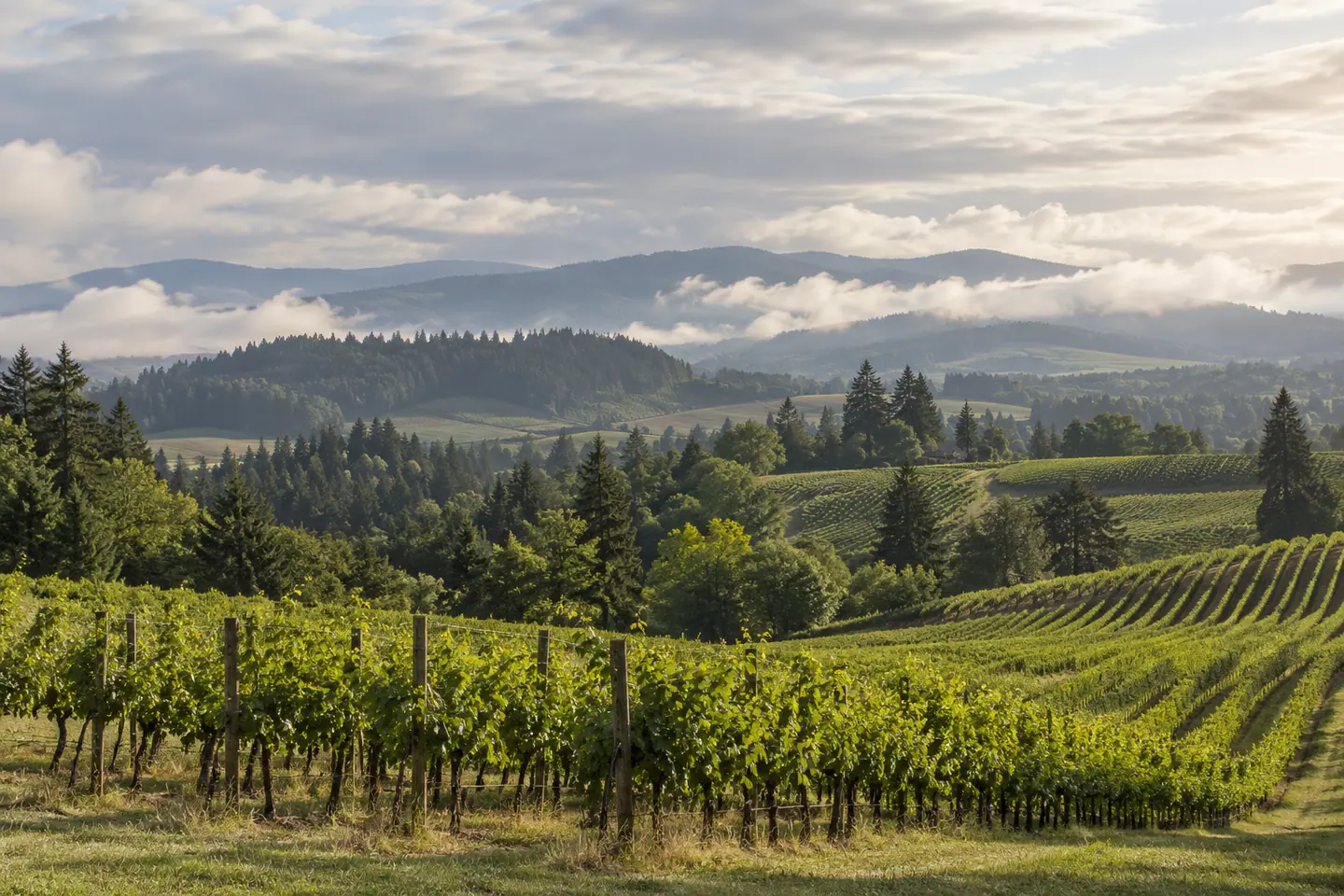 Illustration générée par IA — Willamette Valley