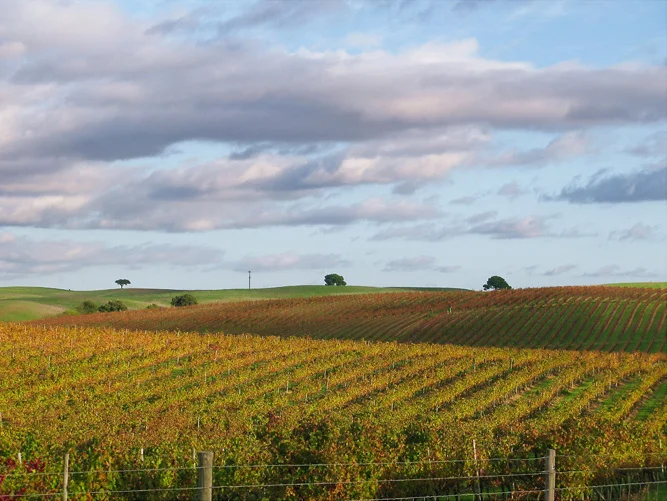 Caros amigos,
Hoje levo até voz algumas imagens Outonais, de vinhas Alentejanas, cujas tonalidades são maravilhosas, castanho, verde, amarelo e dourado, contrastando, agora depois de umas chuvas, com o verde dos campos que surge quase expontaneamente.
Espero que apreciem a sua beleza.
Um abraço e boa Terça.
Celestino Manuel