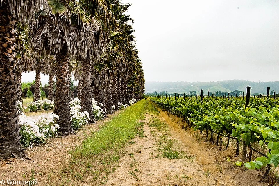 Waling through the vineyard at Bodegas RE, Casablanca Valley, Chile