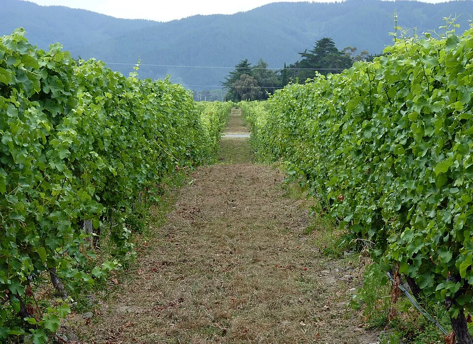 Marlborough
