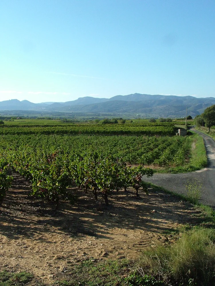 Vignoble du mas de Daumas-Gassac