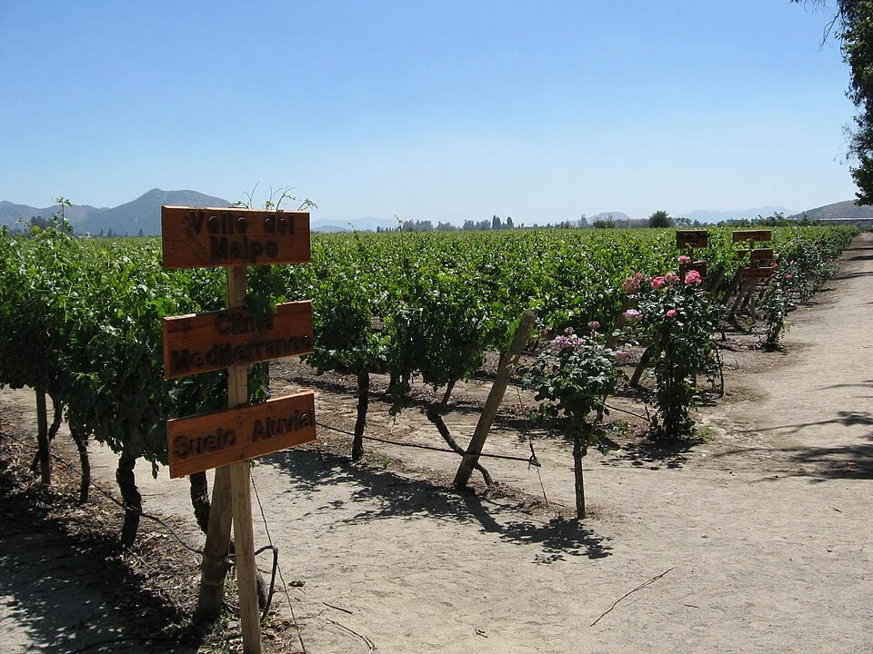 A view of the Maipo Valley from the Concha y Toro vineyard outside of Santiago, Chile.