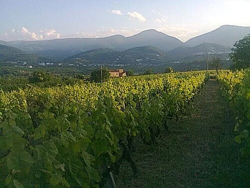 This vineyard produces the Xinomavro witch is the principal red wine grape of the uplands of the Naoussa in the prefecture of Imathia, and Amyntaion areas, in Northern Greece. This picture is taken from a vineyard in Naoussa area.