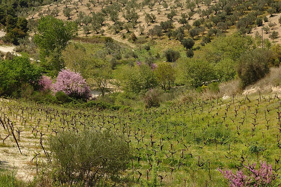 Orchard in springtime on the peninsula Peloponnese, Greece. Corinthia’s Nemea is probably the most important wine area of Greece. Further products are olive oil and raisins. In the mechanized economy of the area a small scale agriculture survived and saves many opportunities for biodiversity.