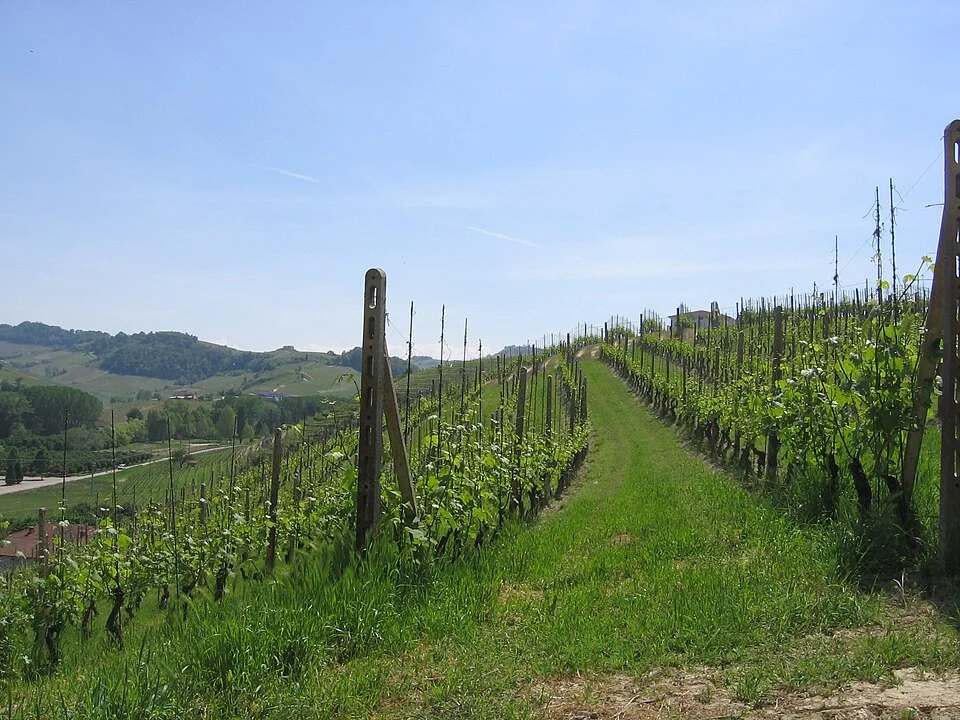 Nebbiolo vineyard on the slopes of Cannubi, Barolo