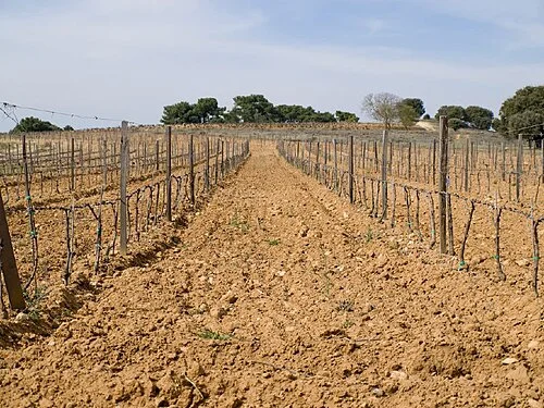 Vineyards in the Spanish wine region of Ribera del Duero