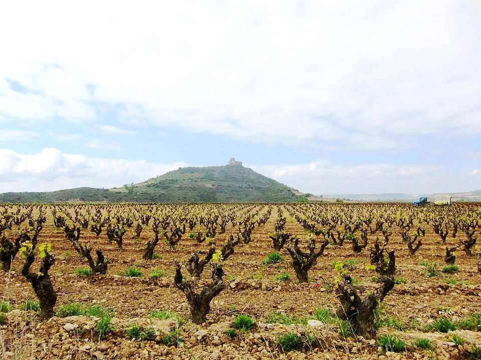 A Rioja Vineyard