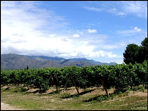 Vasija Secreta ::: Cafayate ::: Salta ::: Argentina. Torrontes vineyard