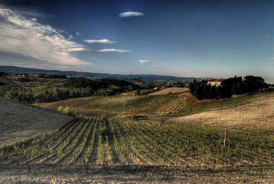 Grapevines in the Chianti wine zone of Tuscany in Central Italy