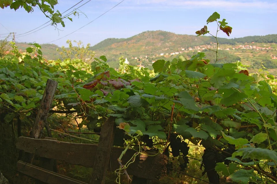 Vineyards planted in the Portuguese wine region of the Vinho Verde in the Minho.