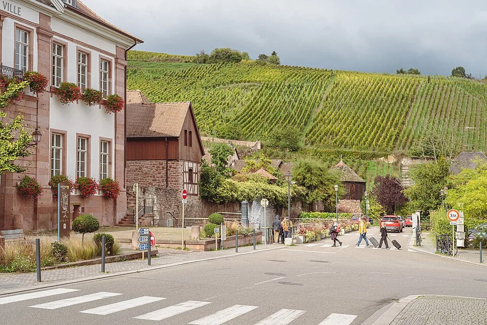 View from the Avenue Méquillet to a vinyard North of Riquewihr.