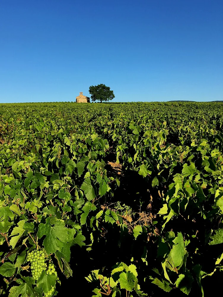 Worldwide known for its vineyard, the Beaujolais is also a man-made territory which benefits from the soils diversity.