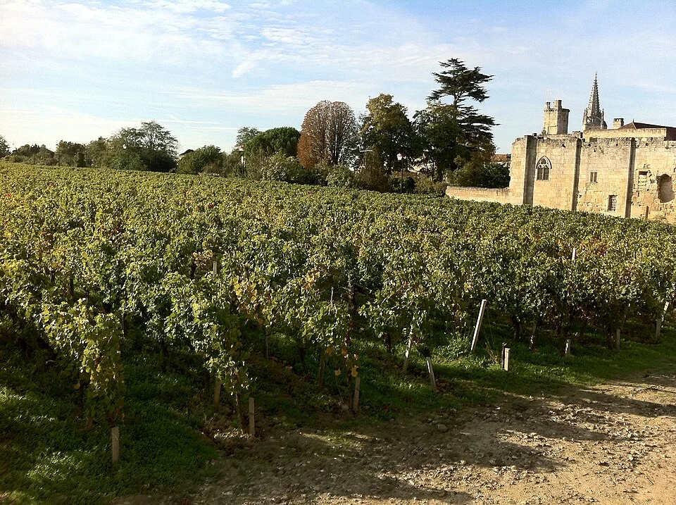 Vineyard in the Right Bank Bordeaux wine region of Saint Emilion.