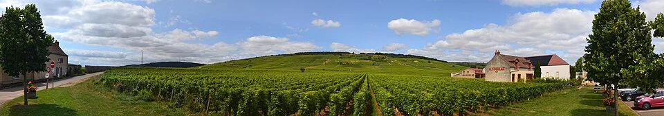 Vineyards of Vosne-Romanée, dept. Côte-d'Or, France
