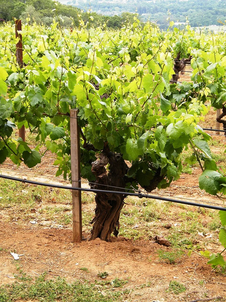 Chardonnay · Fotografía documental