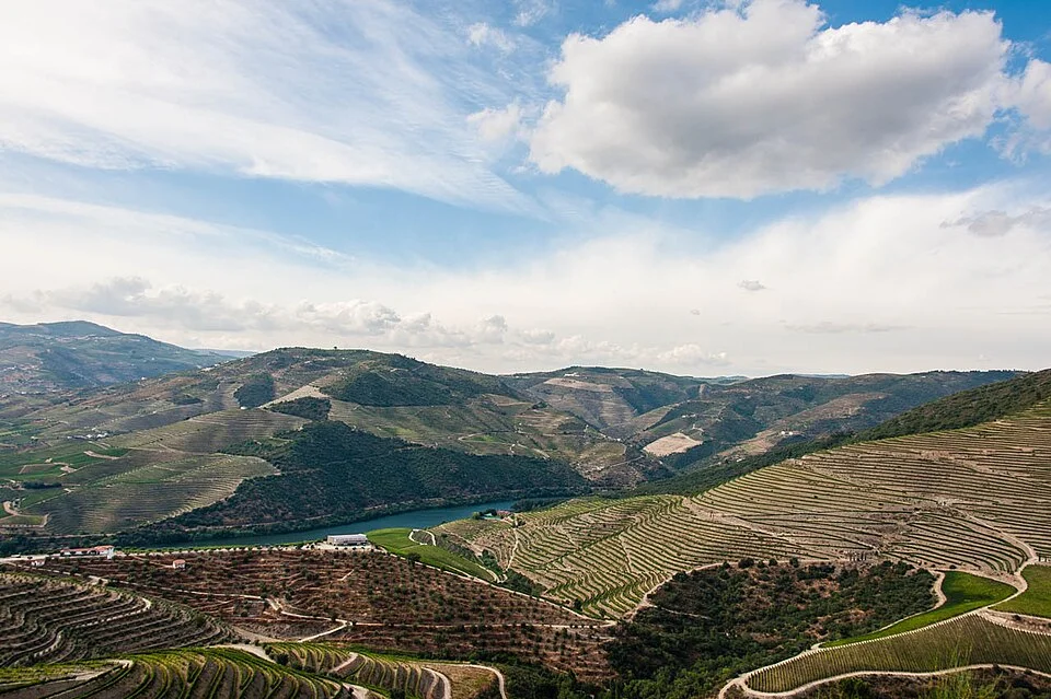 Vineyards in the Portuguese wine region of the Douro