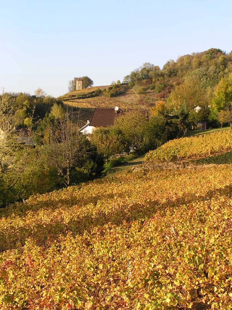 Arbois vineyard, during autumn, in Franche-Comté (France), which is in the Jura wine region. At the backgroud the Canoz tower.