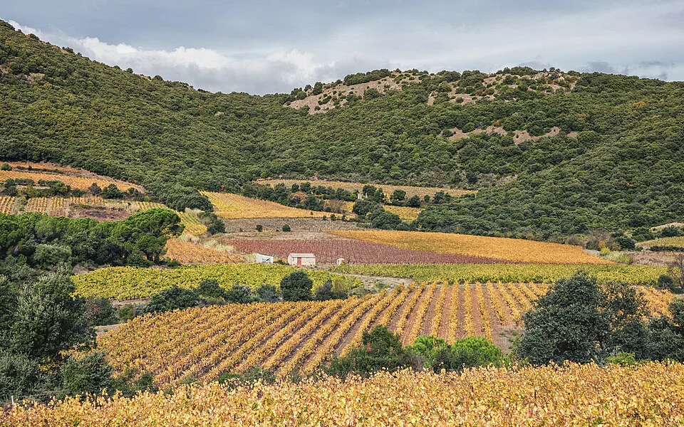 Vineyards (AOC Languedoc-Cabrières) in autumn at the foot of the Pic de Vissou. Commune of Cabrières, Hérault, France.
