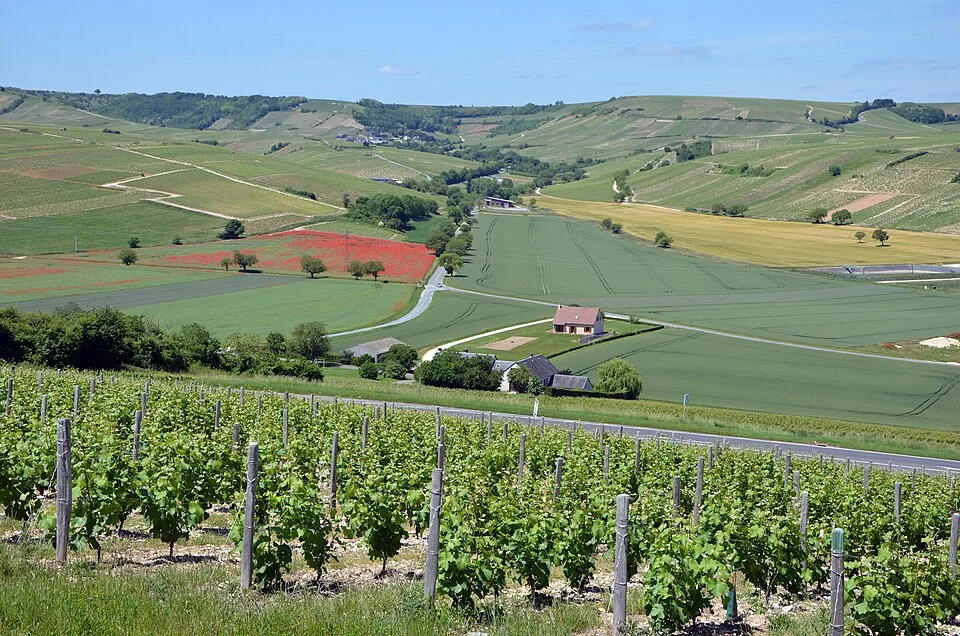 Vineyard near Sancerre, région Centre, Cher, France