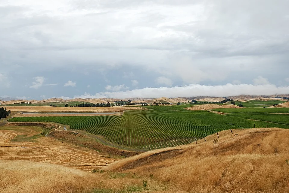 Vineyards in the Marlborough Region, New Zealand, close to the town of Seddon