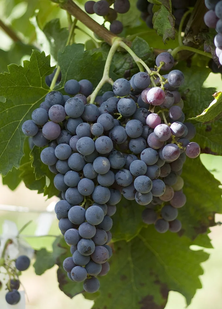 A grape of the Merlot variety