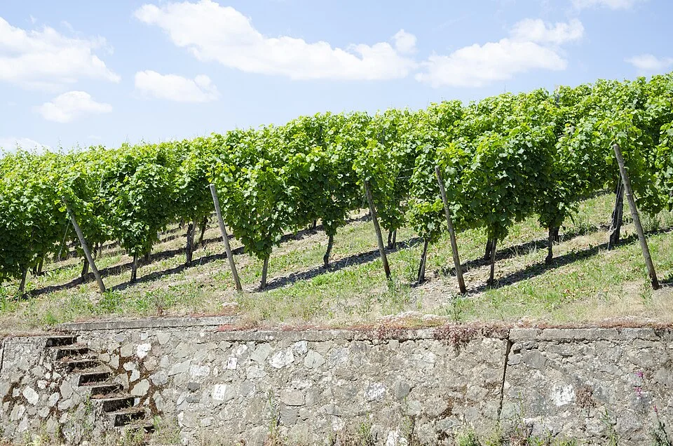 Vines in the Mosel valley.