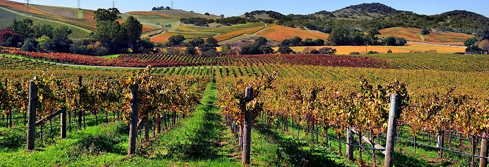 Vineyards in Napa Valley