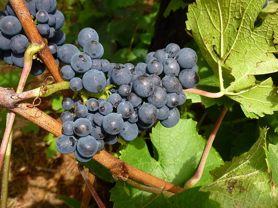 Pinot Noir. Main Ridge Estate vineyard, Mornington Peninsula Victoria, Australia.