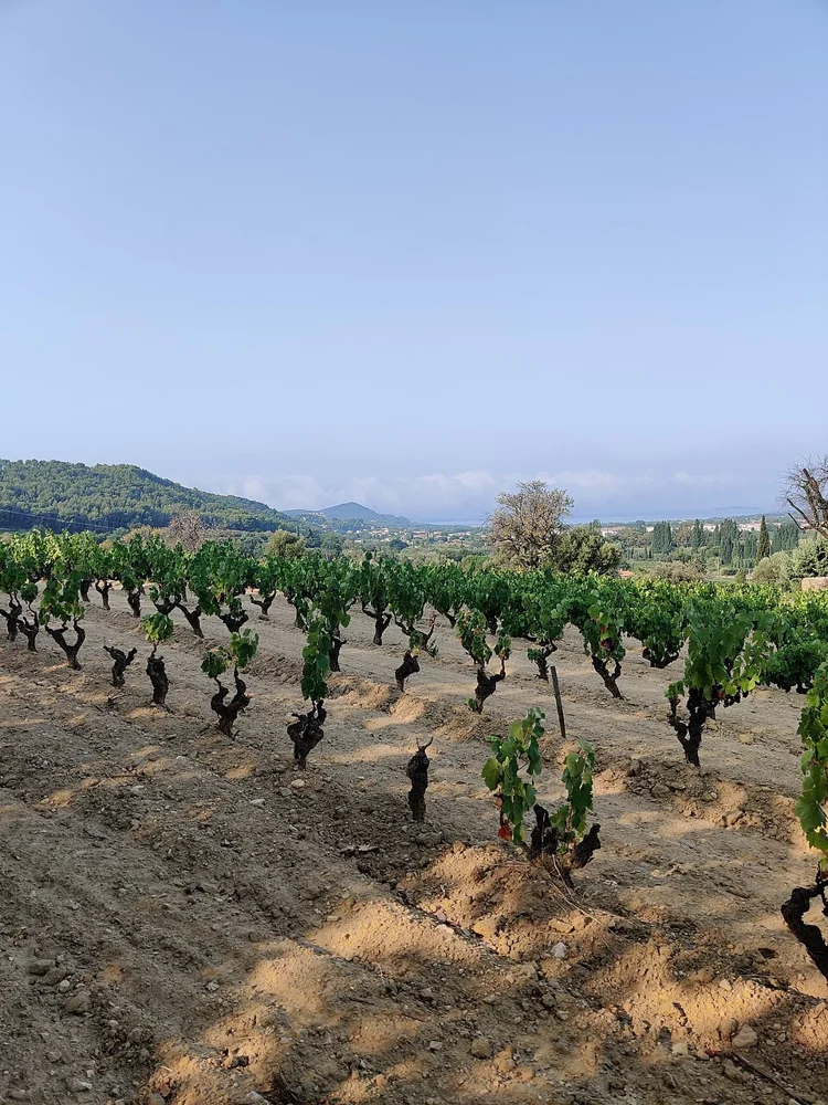 champs de vignes saint Cyr sur Mer route de bandol