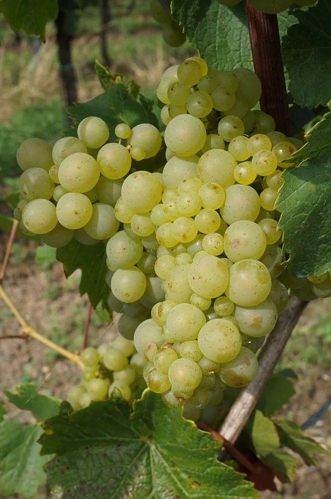 Riesling grapes in St Martin, Palatinate, Germany