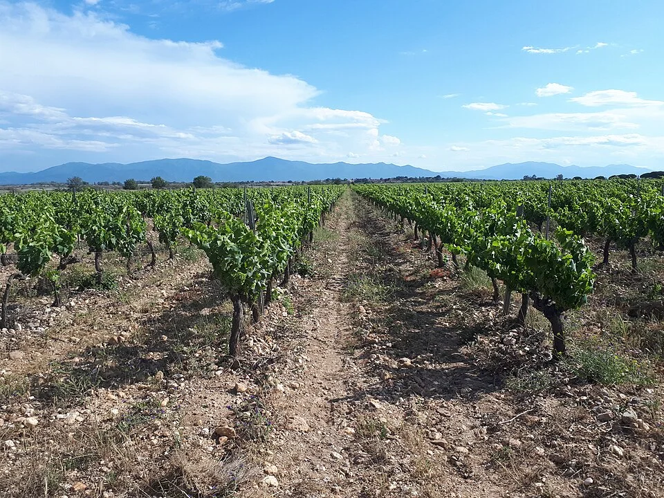 Vineyard in the commune of Canet-en-Roussillon, France, 1.5 km to the north of the village of Saint-Nazaire. In the distance: the Albères massif.
Geology: reworked and weathered Quaternary alluvium and colluvium washed down from higher river terrace deposits around Cabestany (to the north-west).
