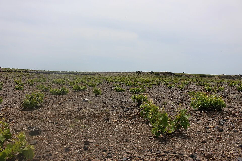 vineyard in Santorini