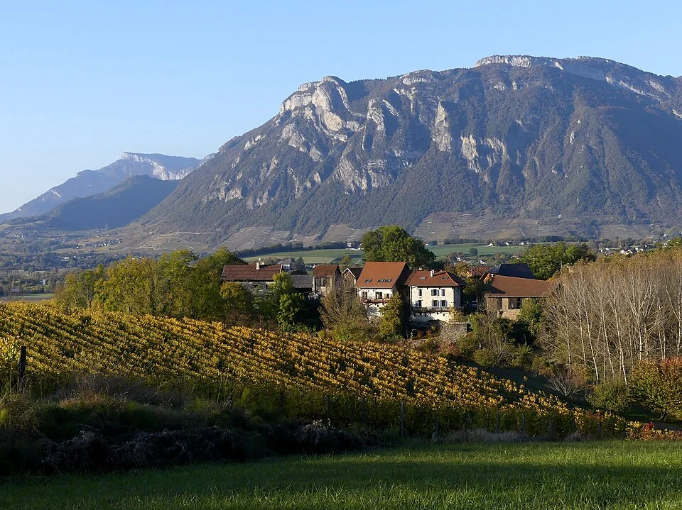 Sight, in an autumn end of afternoon, of a vineyard on the heights of Les Mollettes, in Savoie, France.